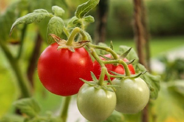опрыскивание томатов борной кислотой для завязи