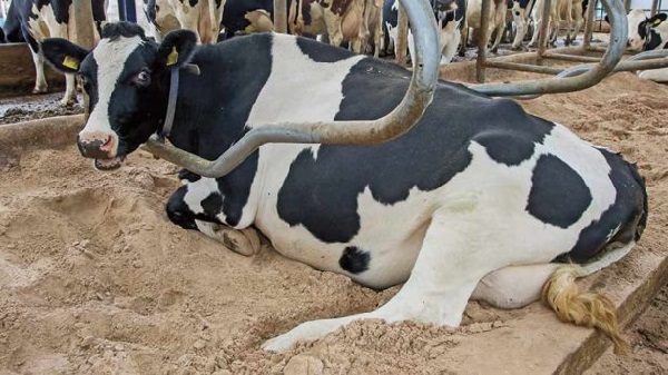 Кетоз у коров: что это такое
