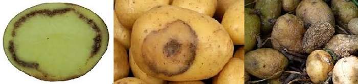 Кольцевая гниль картофеля: меры борьбы