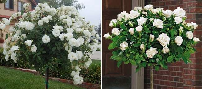 Штамбовые розы: выращивание в домашних условиях