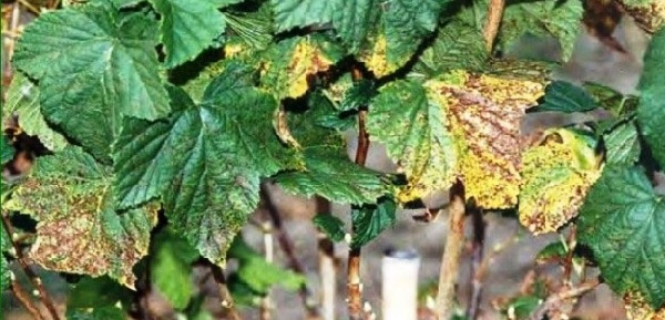 Белая пятнистость или септориоз – грибковое заболевание кустарника, при котором листья белеют