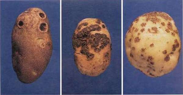 Парша картофеля: фото, описание и лечение