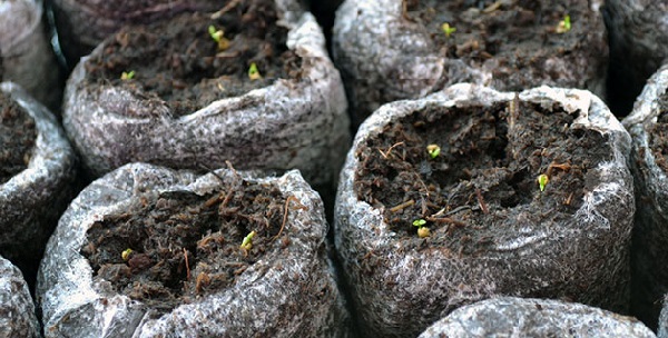 некоторые садоводы стремятся сеять семена эустомы в январе