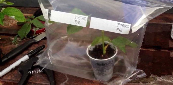 Как вырастить розы из черенков в домашних условиях в картошке?