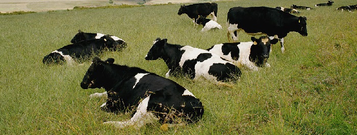 Голштинская порода коров, характеристика, фото и описание которой приведено в статье