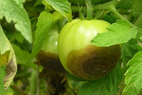 Фитофтора на помидорах: как бороться? Видео - Ты-Фермер