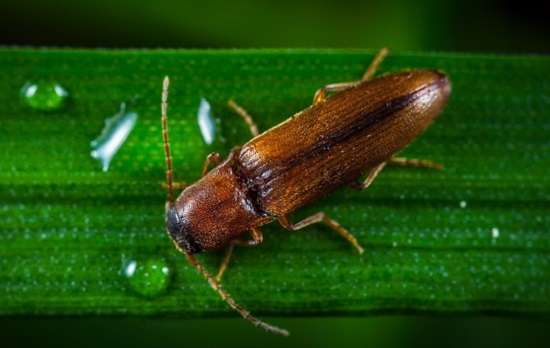 проволочник – это личинка жука-щелкуна, обитающего по всей территории нашей страны