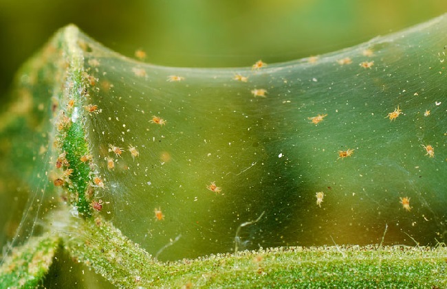 Паутинный клещ – опасный вредитель, питающийся огуречной зеленью