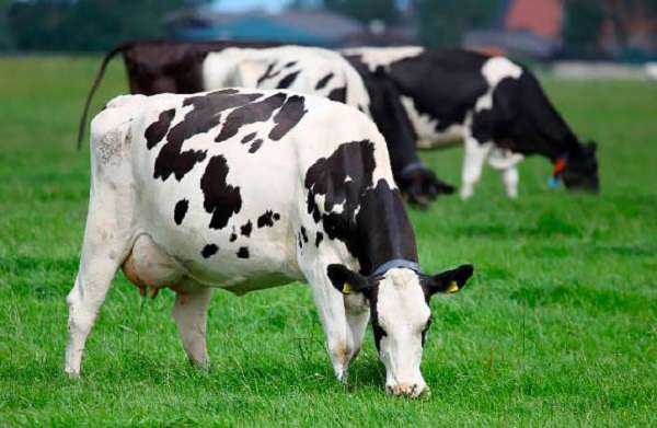 Швицкая порода коров была получена в далекой Швейцарии. Бурая окраска животных