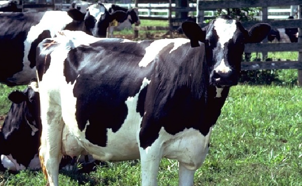 Кетоз у коров: лечение в домашних условиях