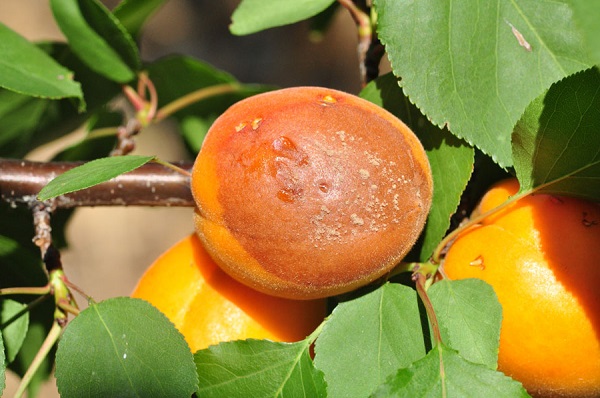 гниют плоды абрикоса