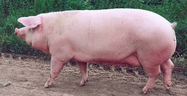 Порода свиней Ландрас выгодно отличается от других представителей вида быстрым набором массы тела и высоким качеством мяса