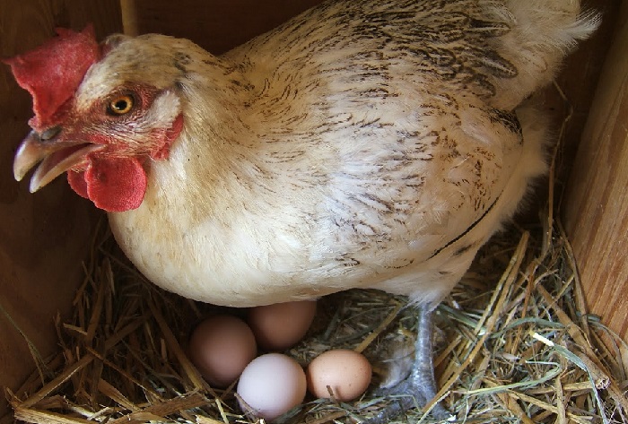 птицы разных пород уничтожают собственные яйца
