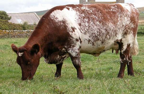 Швицкая порода коров была получена в далекой Швейцарии. Бурая окраска животных