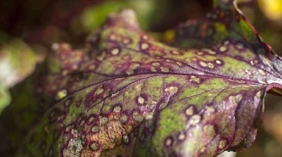 Церкоспороз – грибковое поражение листьев, которое проявляется образованием на верхней части листа красных пятен