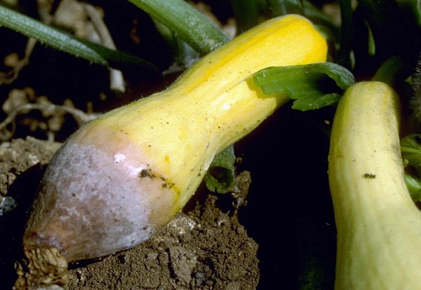 Серая гниль – заболевание хорошо известное многим овощеводам