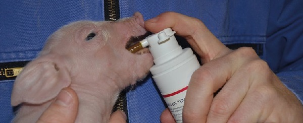 Вернуть молоко у свиньи крайне сложно даже при выявлении и устранении его вызвавших причин
