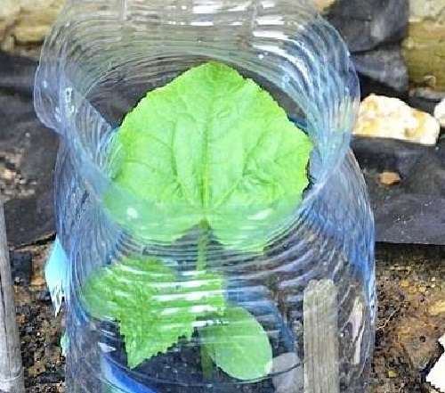 Выращивание огурцов в бутылях из под воды