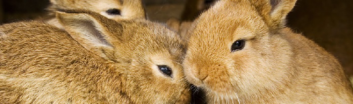 секреты успешных кролиководов описаны в статье