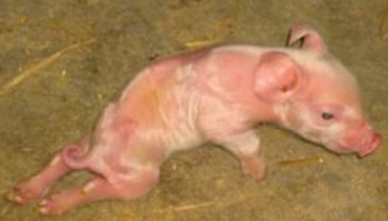У свиньи отказали ноги: диагностика инфекции и лечение интоксикации