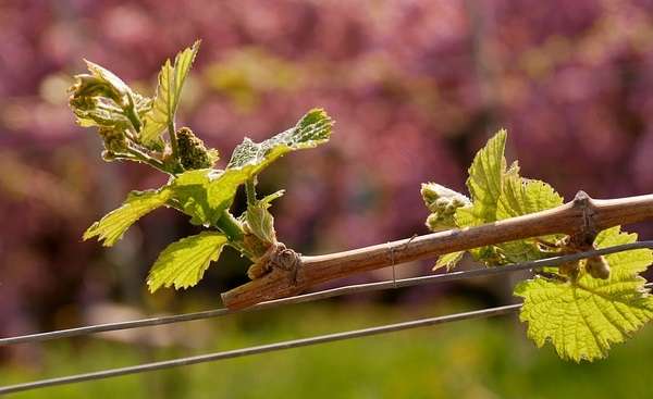 Чем обработать виноград весной?