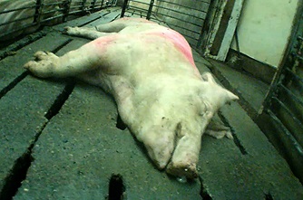 К основным причинам, почему у свиньи могут отказать задние ноги, относят