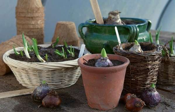 Выгонка гиацинтов к 8 марта: выращивание в домашних условиях
