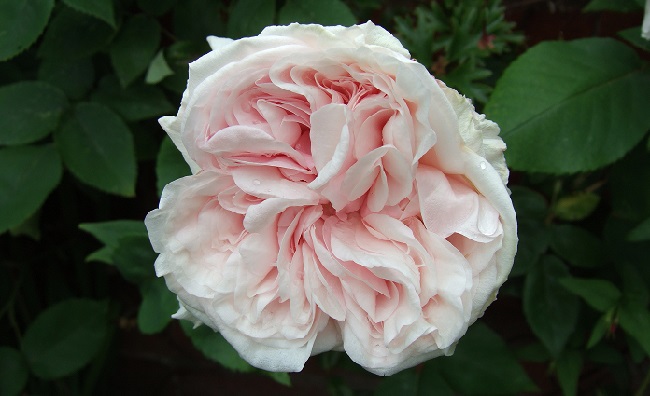 Роза флорибунда: фото, особенности выращивания