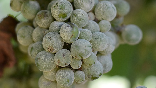 виноград болезни листьев и лечение