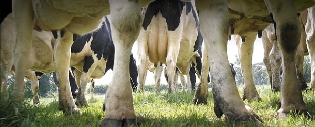 мастит у коровы лечение в домашних условиях народными средствами