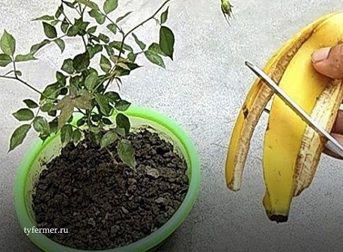 сделать подкормку для цветов из банановой кожуры