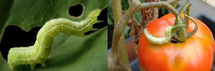 Огородная совка – вредитель, наносящий вред многим благородным культурам, помидоры в их числе