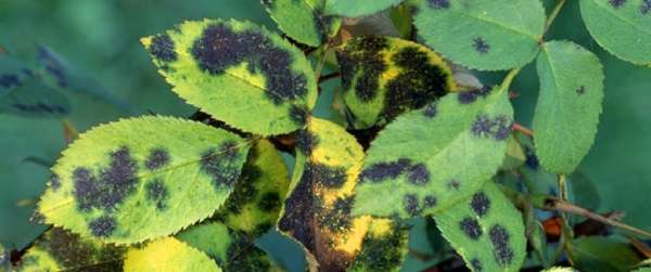 Черная пятнистость еще известна под названием марсонина. Садовод при поражении цветка замечает на листве черные или темно-коричневые пятна