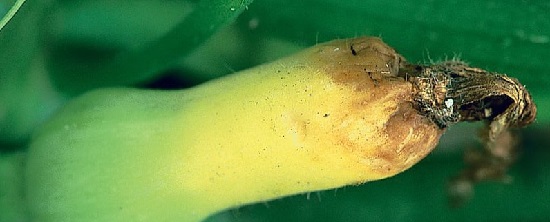 Бактериоз – болезнь, которая проявляется образованием на листьях растения бурых пятен