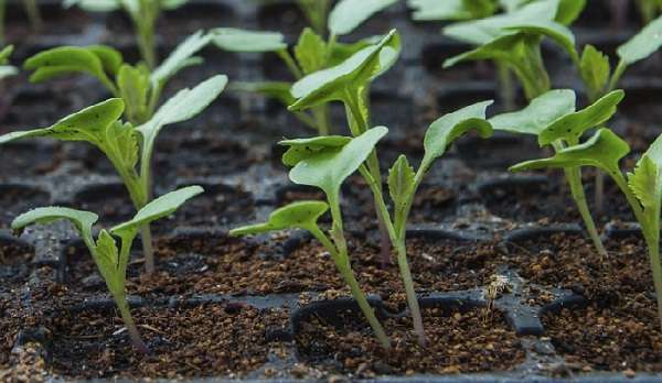 Когда сажать семена цветной капусты на рассаду?