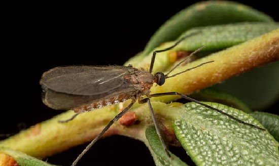 Галлица стеблевая – небольшой, черный комарик, прилетающий на запах цветущей малины