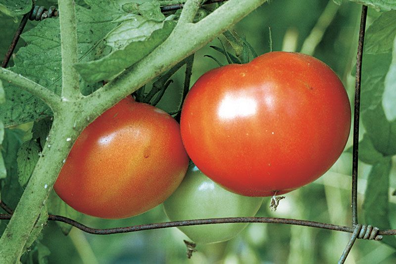 Пасынкование томатов в открытом грунте 